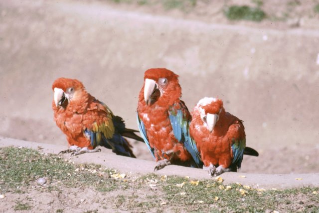 parrots.jpg